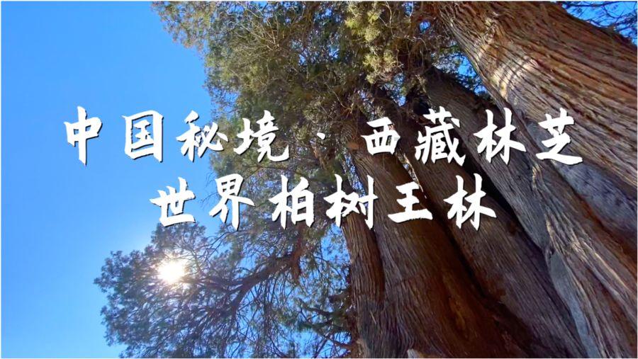 神秘的演员