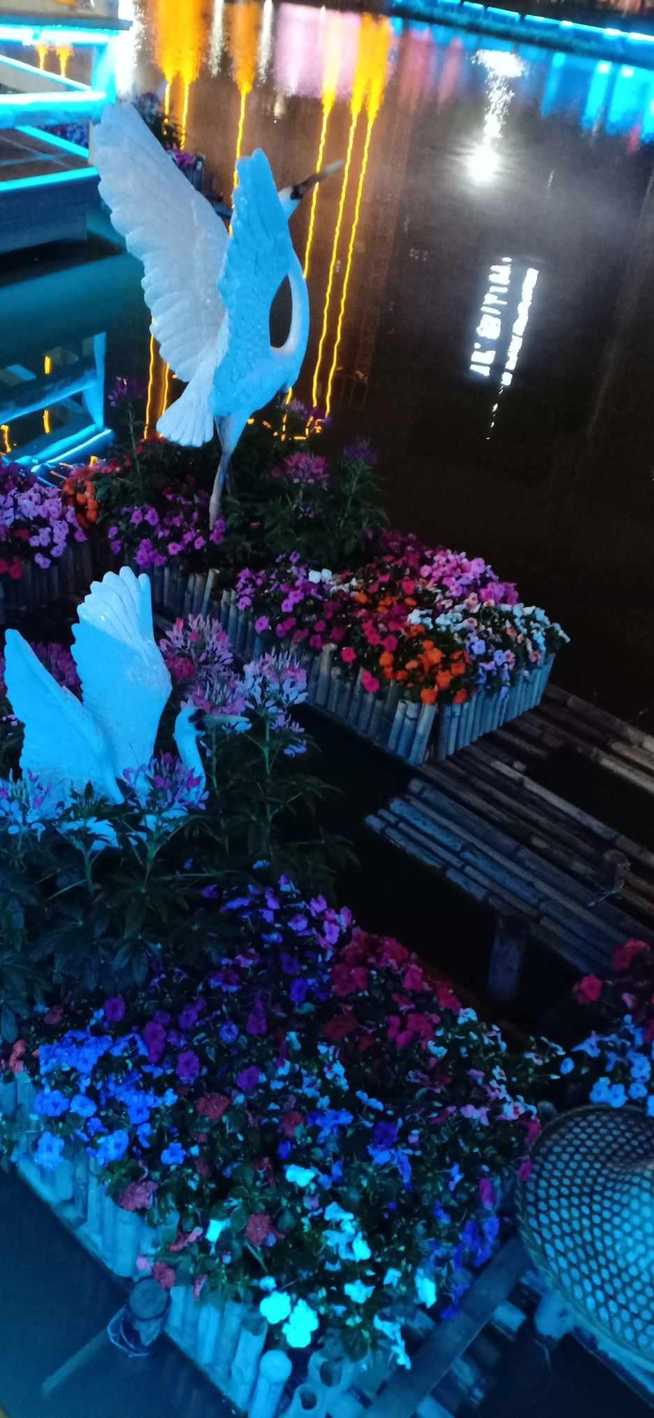 春雨直播app